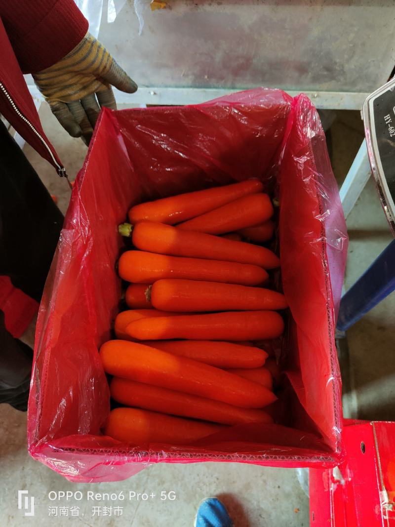 精品大红胡萝卜