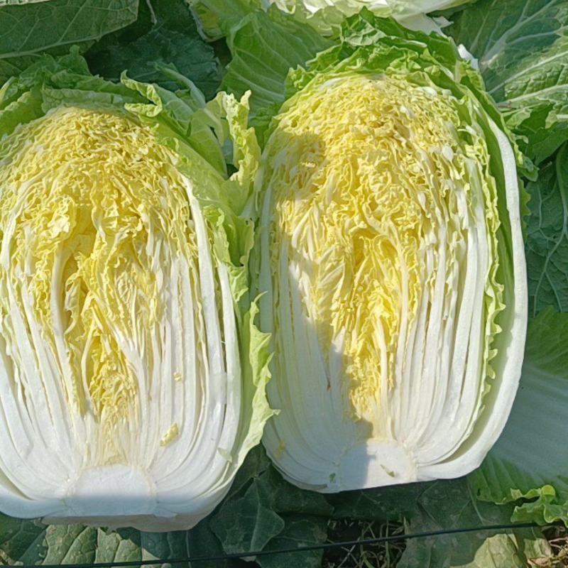 【白菜】矮颗黄心白菜大量供应品质保证全国发货