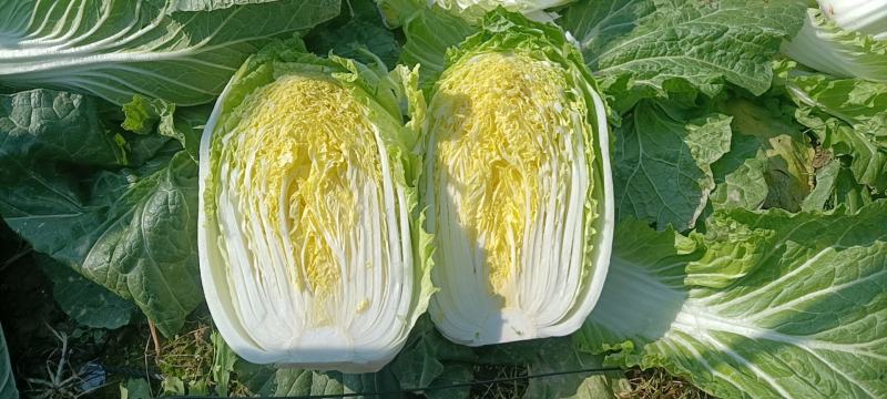 【白菜】矮颗黄心白菜大量供应品质保证全国发货
