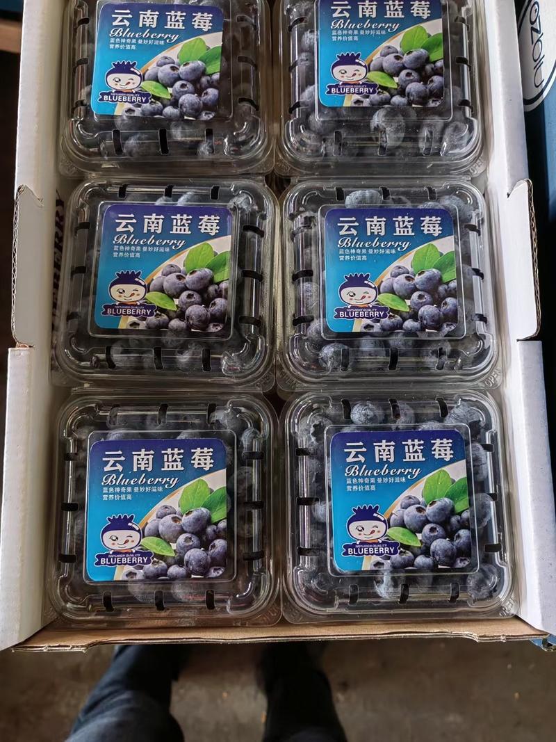 现摘蓝莓云南1000亩基地直供支持社团电商商超