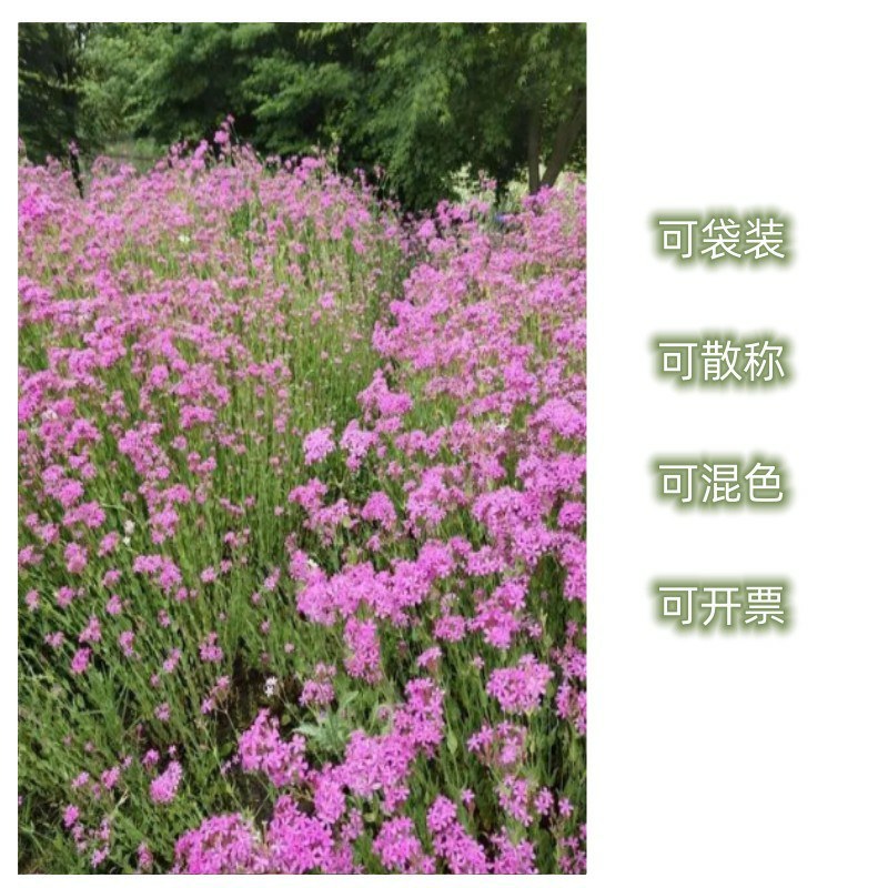 矮雪轮种子高雪伦美人草大蔓樱花四季播种阳台播种花种籽子