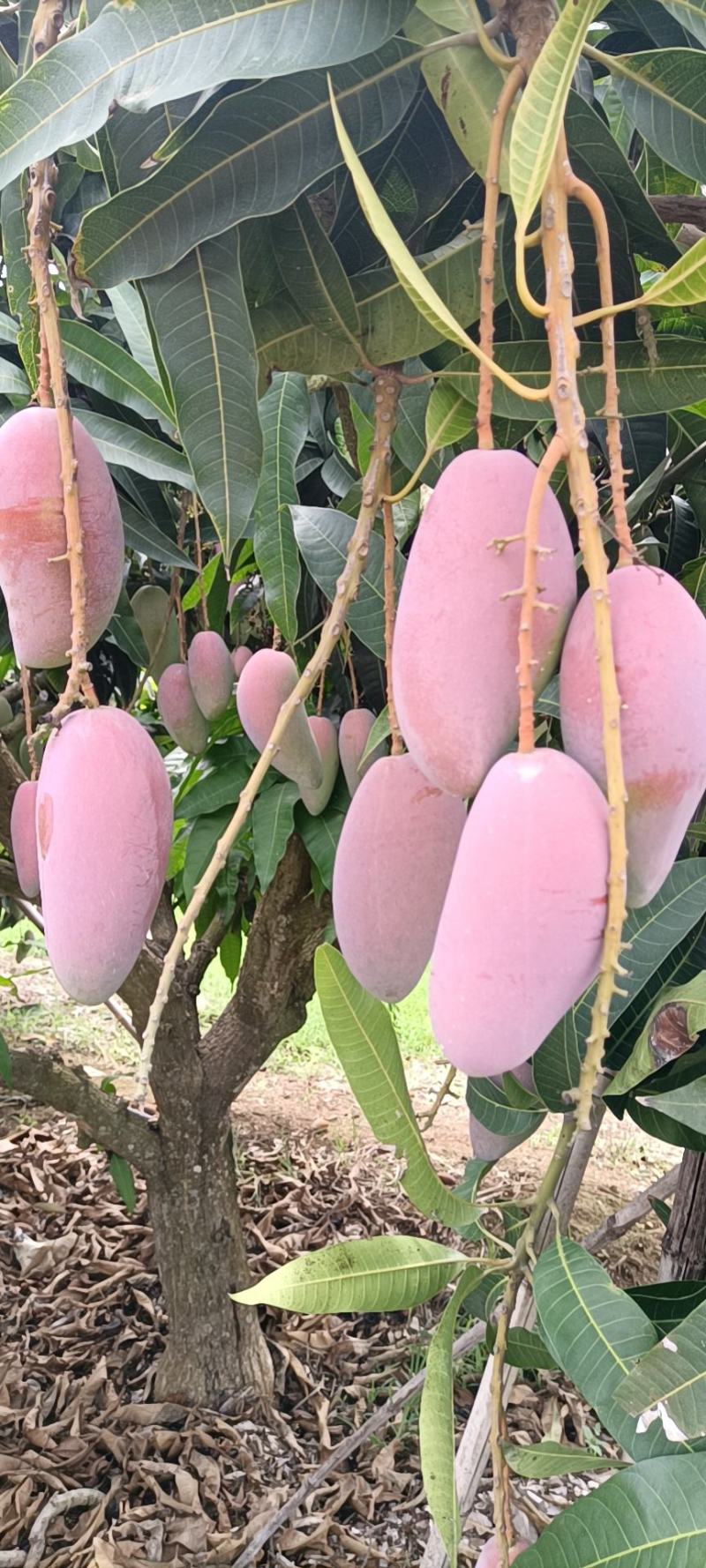 海南贵妃芒，谁要当海南贵妃嘛