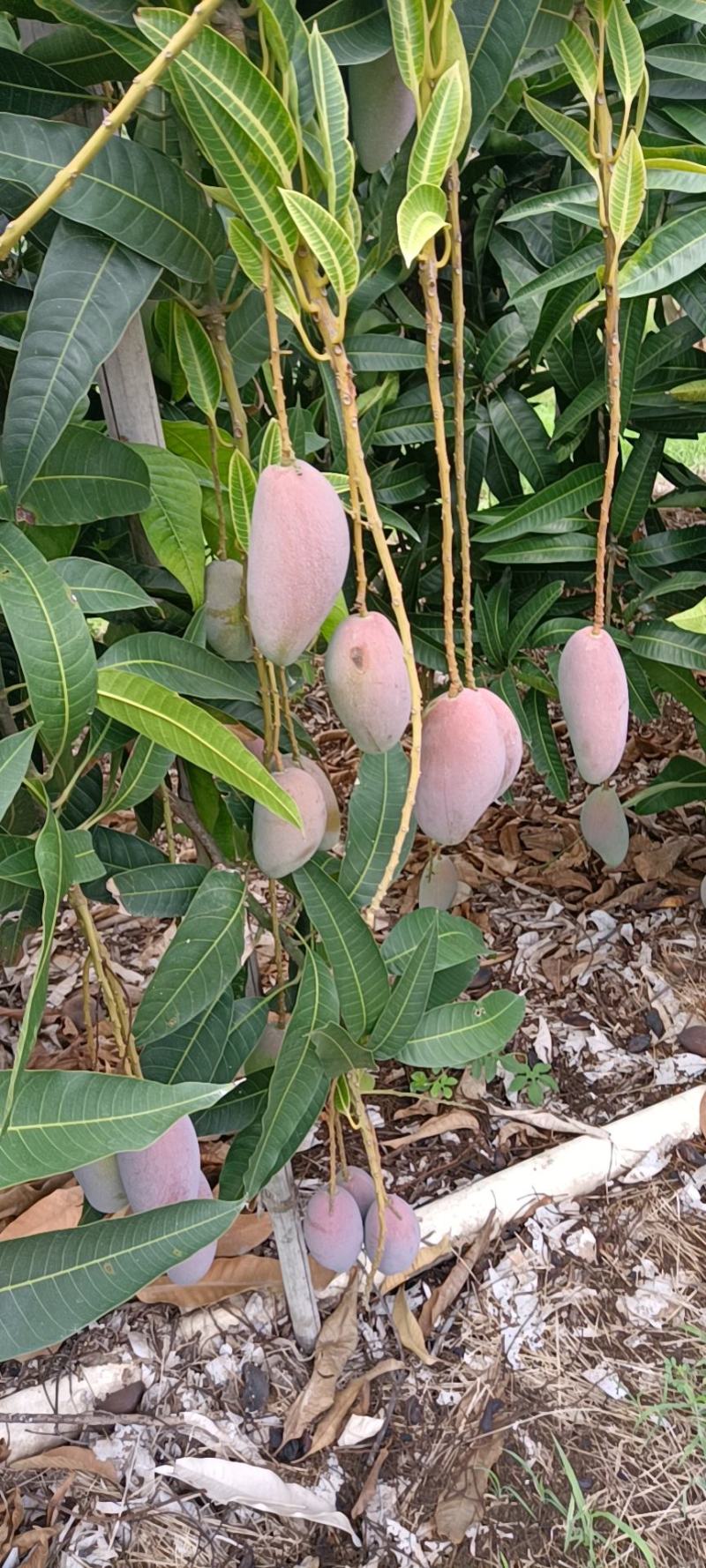 海南贵妃芒，谁要当海南贵妃嘛