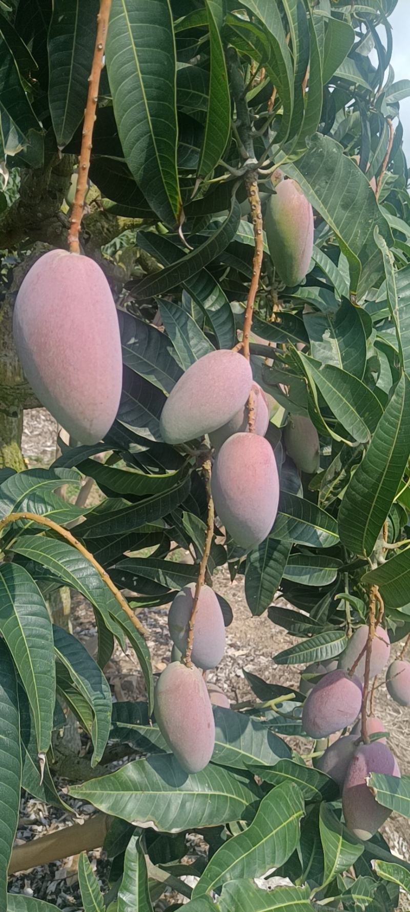 海南贵妃芒，谁要当海南贵妃嘛
