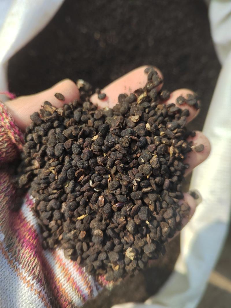 补骨脂，黑姑子，破故纸，产地一手货源，过风机