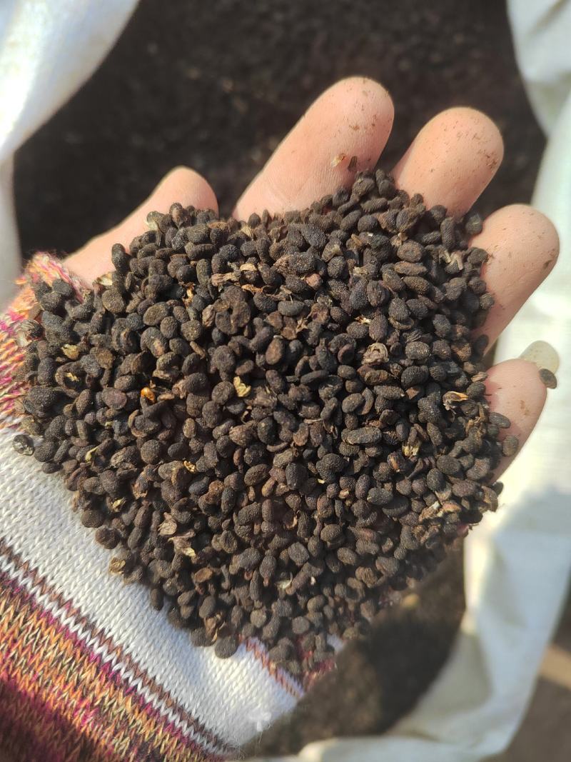 补骨脂，黑姑子，破故纸，产地一手货源，过风机