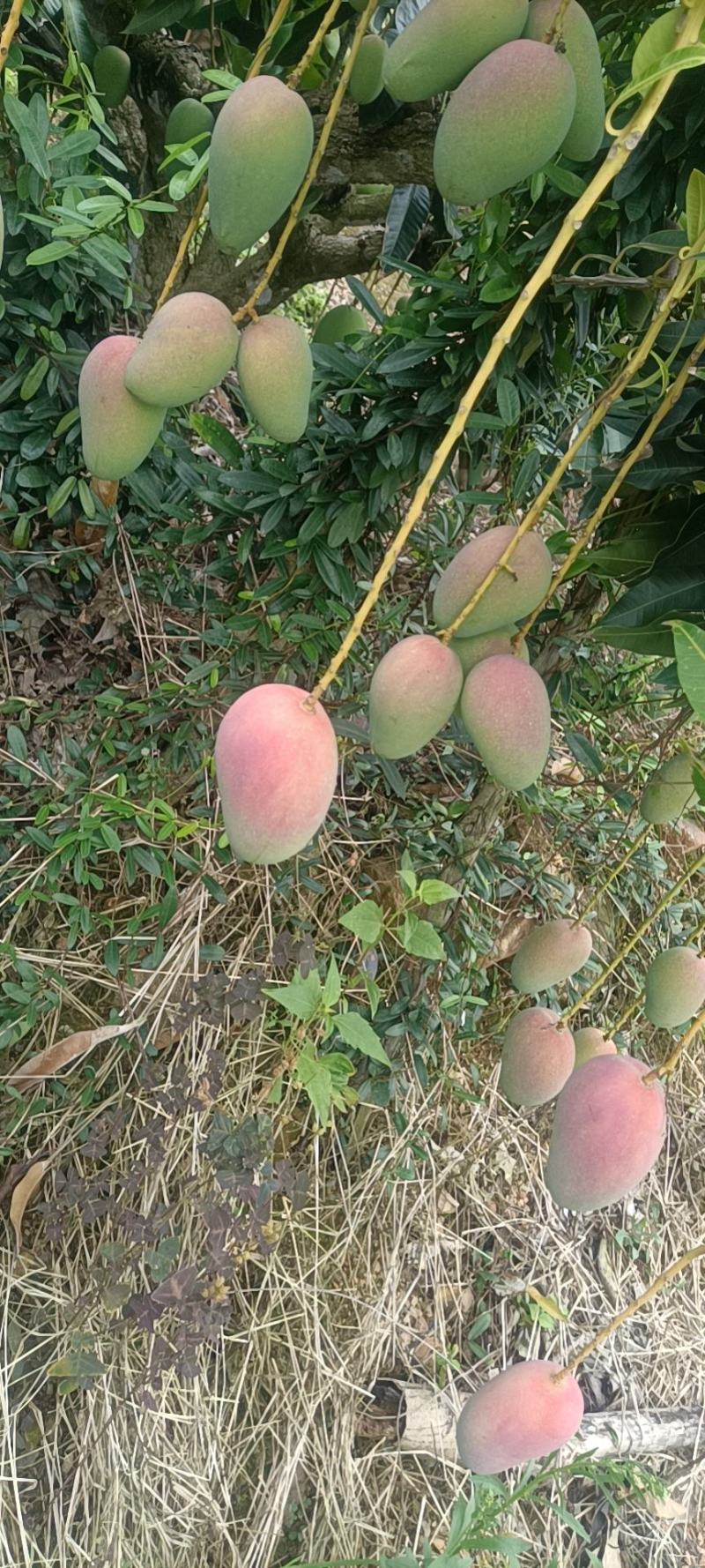 海南台农芒，口感清爽