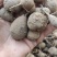 鸡头薯云南野生药材採挖云南原始森林