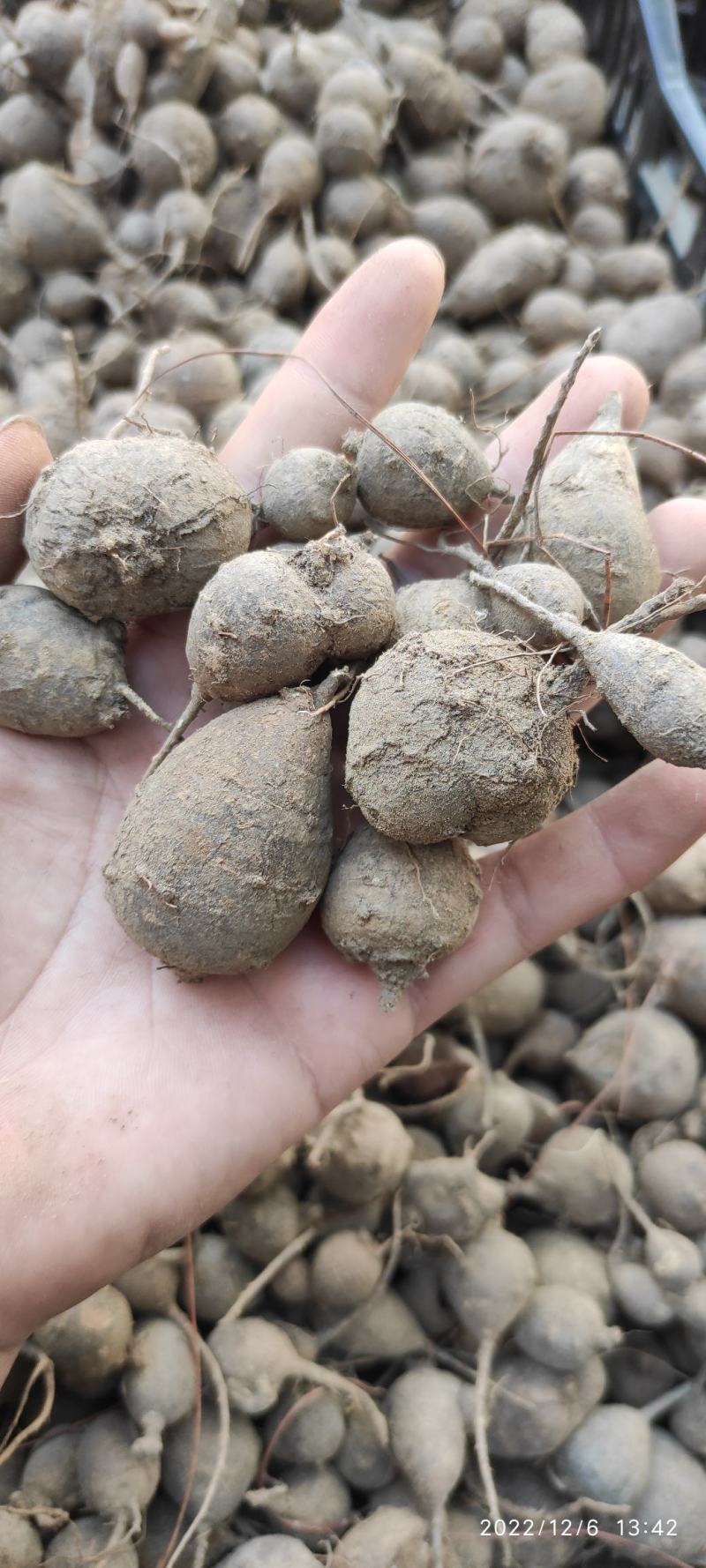 鸡头薯云南野生药材採挖云南原始森林
