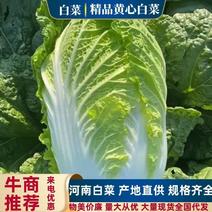 【精】白菜/黄心白菜/大白菜/矮颗玲珑黄白菜/全国发货