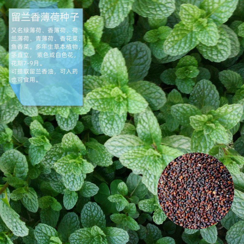 留兰香薄荷种子香水薄荷可食用花坛庭院绿化驱蚊花卉美国薄荷