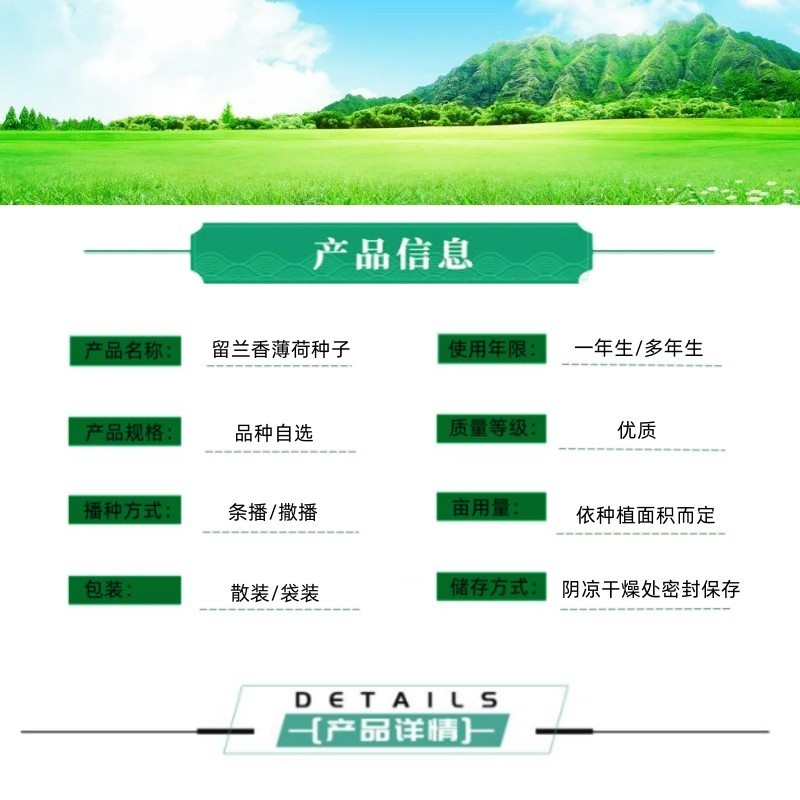 留兰香薄荷种子香水薄荷可食用花坛庭院绿化驱蚊花卉美国薄荷