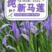 新采马莲种子马兰种子蝴蝶兰种子路边菊种子花卉种子耐盐碱