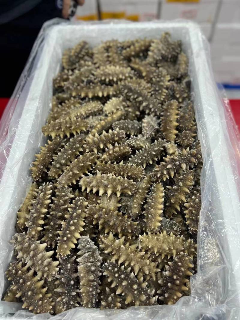 海参礼盒单品，过年海鲜礼盒打包需要，两款价格透明大连发货