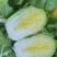 山东白菜/黄心白菜/大白菜/矮颗玲珑黄白菜/全国发货