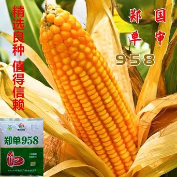 郑单958高产玉米种抗性好适应性强国审三系版进口高巧包衣