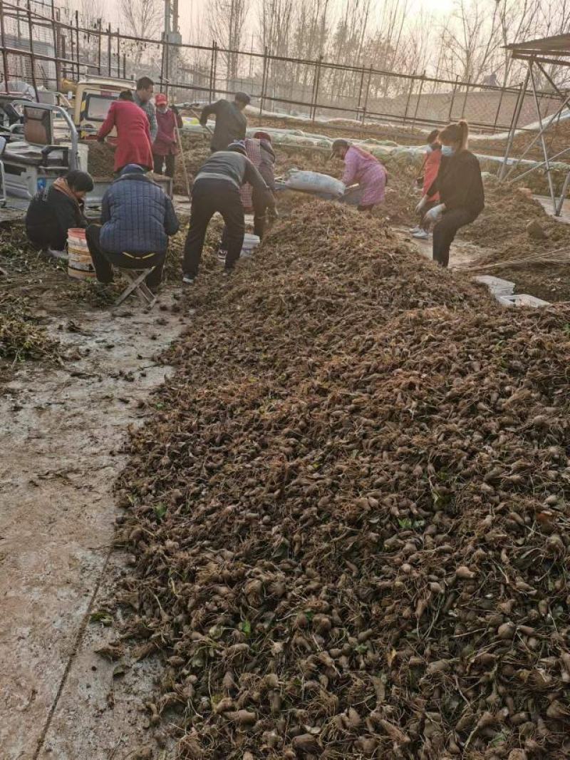 推荐河北安国改良白术种子，纯新安国包回收出芽高欢迎联