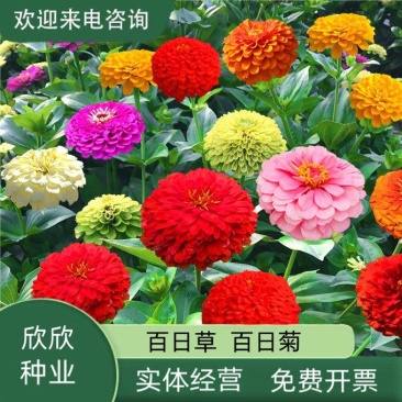 百日草花种子庭院种子四季易种室外阳台花籽子四季易种活开花