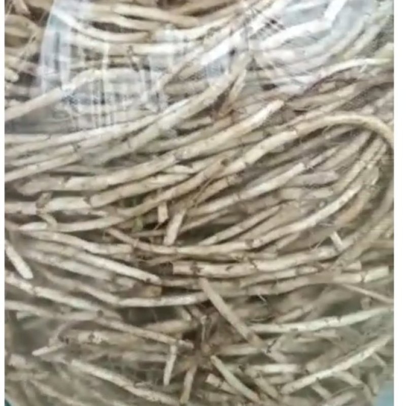 新鲜泥蒿根大量有货