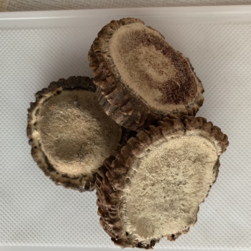 产地自销鹿角盘鹿角帽500g包邮鹿角片鹿茸片