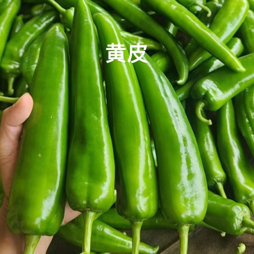 青皮尖椒，货源充足，产地一手货源，需要请联系我
