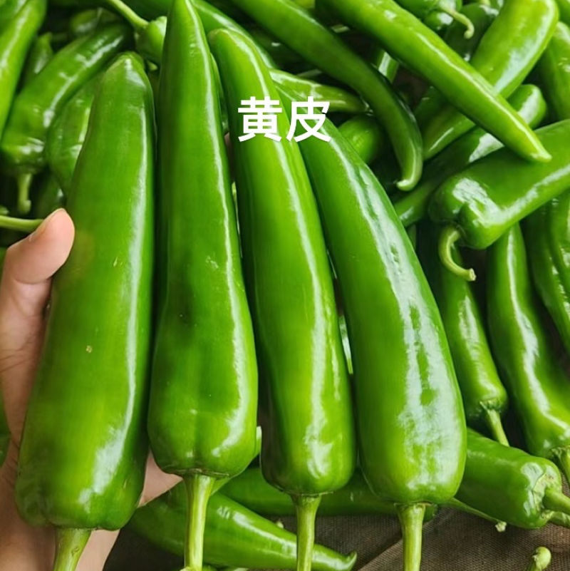 青皮尖椒，货源充足，产地一手货源，需要请联系我
