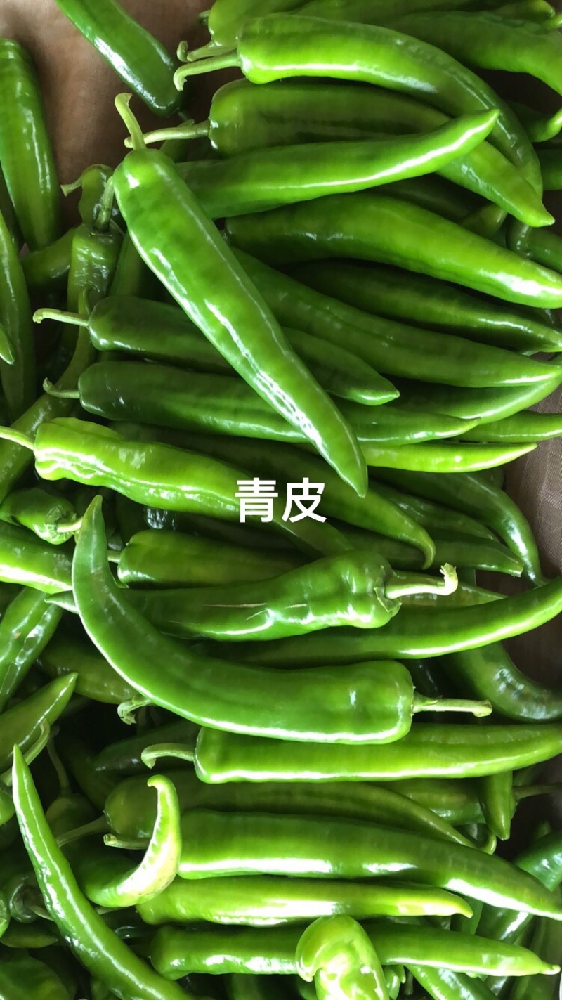 青皮尖椒，货源充足，产地一手货源，需要请联系我