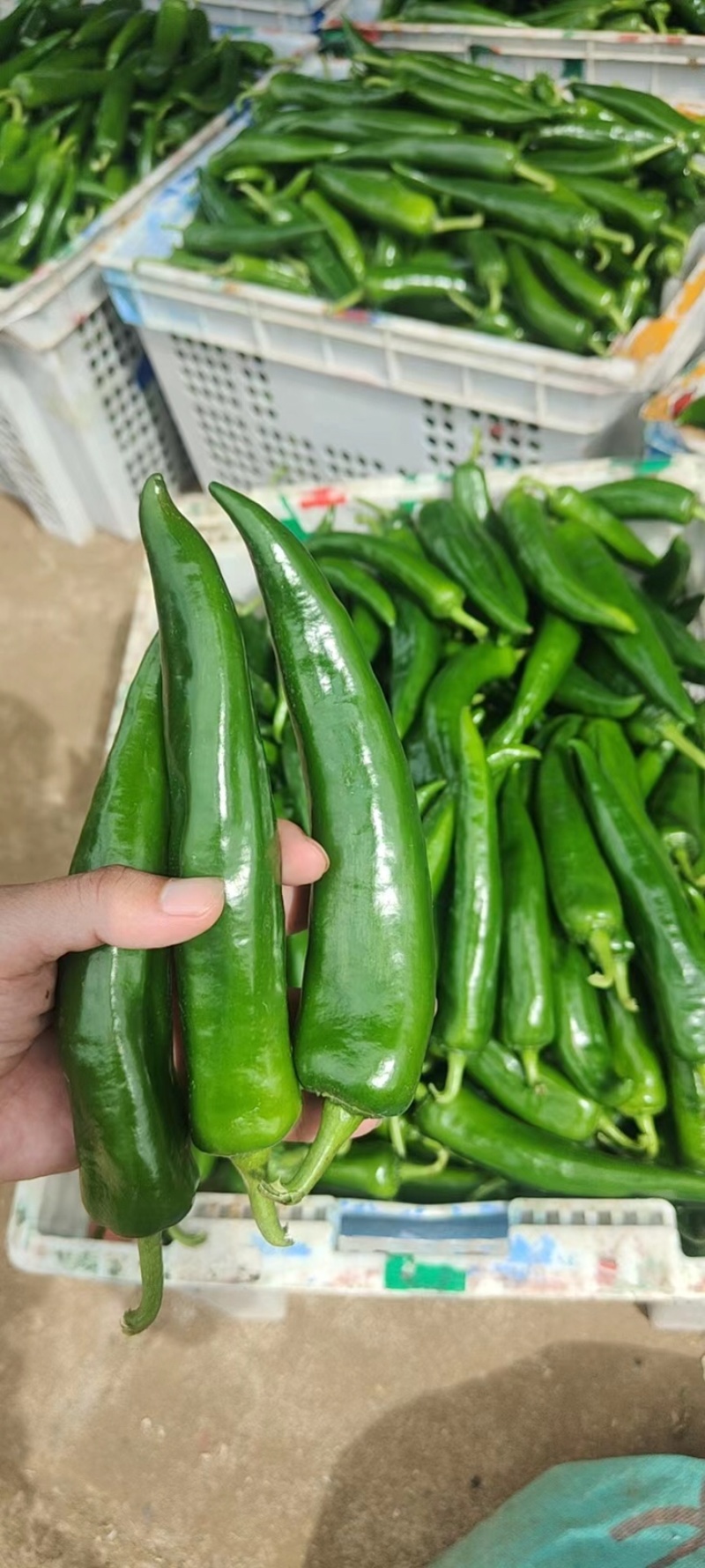 青皮尖椒，货源充足，产地一手货源，需要请联系我