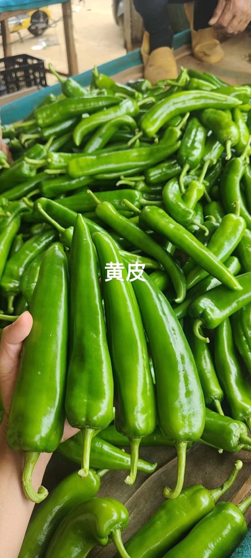 青皮尖椒，货源充足，产地一手货源，需要请联系我