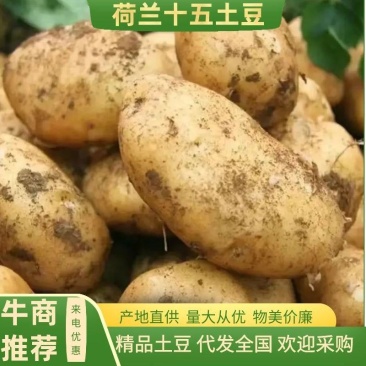 土豆/荷兰十五土豆/河南土豆大量有货产地直发