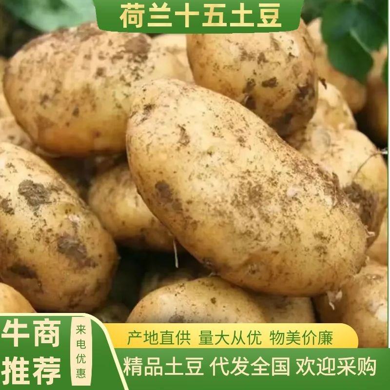 土豆/荷兰十五土豆/河南土豆大量有货产地直发