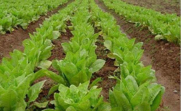 青皮莴笋与相似蔬菜对比图