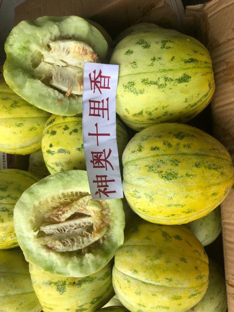 神奥十里香甜瓜种子抗病性强结果多口感好亩产1万斤500克