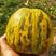 神奥十里香甜瓜种子抗病性强结果多口感好亩产1万斤500克