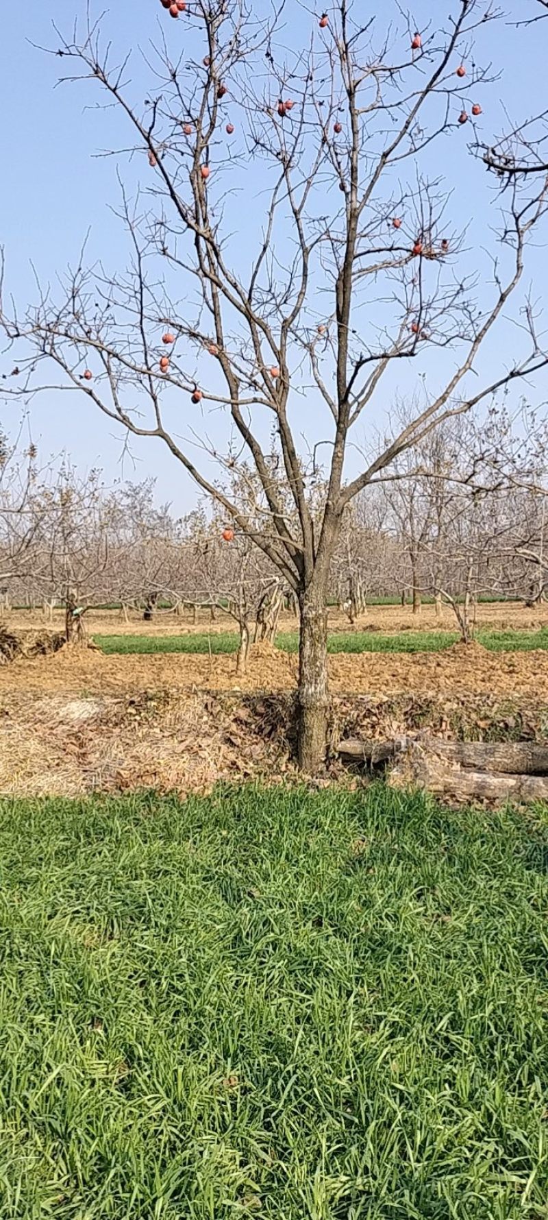 20公分柿子树，高分枝点1米5-2米，火晶柿子树