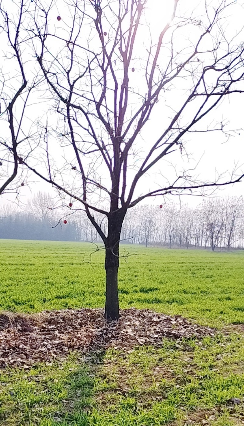 20公分柿子树，高分枝点1米5-2米，火晶柿子树