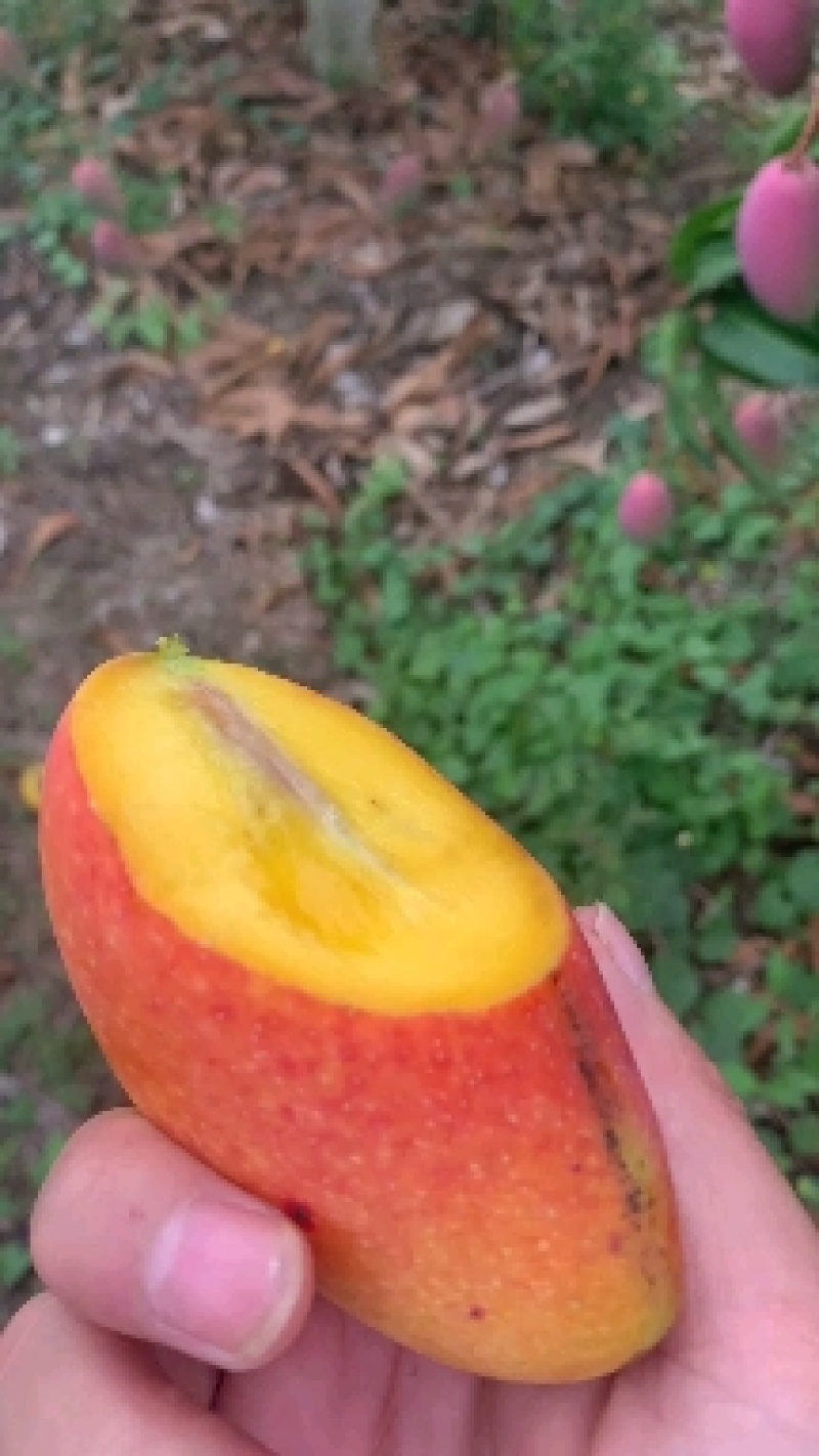 贵妃芒大量上市皮薄多汁香甜可口。细腻香甜可口。