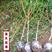黄金蟠桃树苗7-7南北方种植盆栽地栽保湿发货现挖先发
