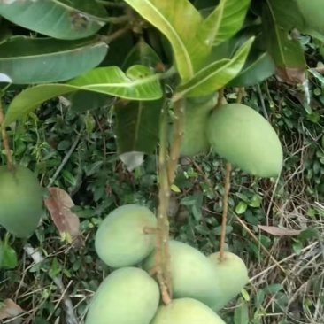 海南小台芒上市