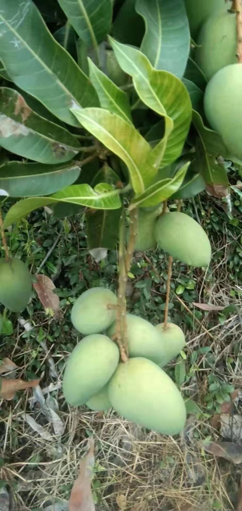 海南小台芒上市