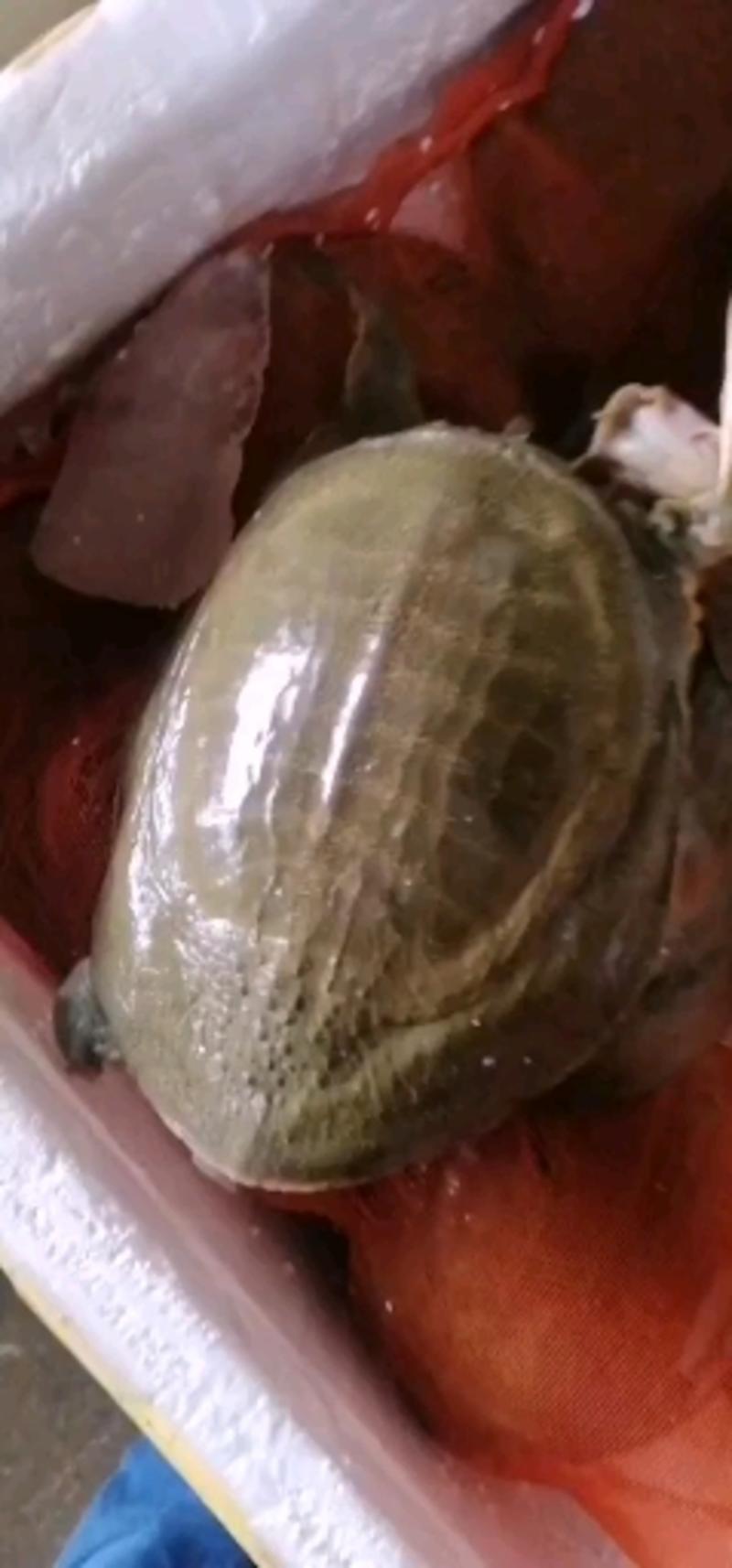 大量批发甲鱼精品生态黄甲鱼黄公3斤公甲鱼支持本地送货