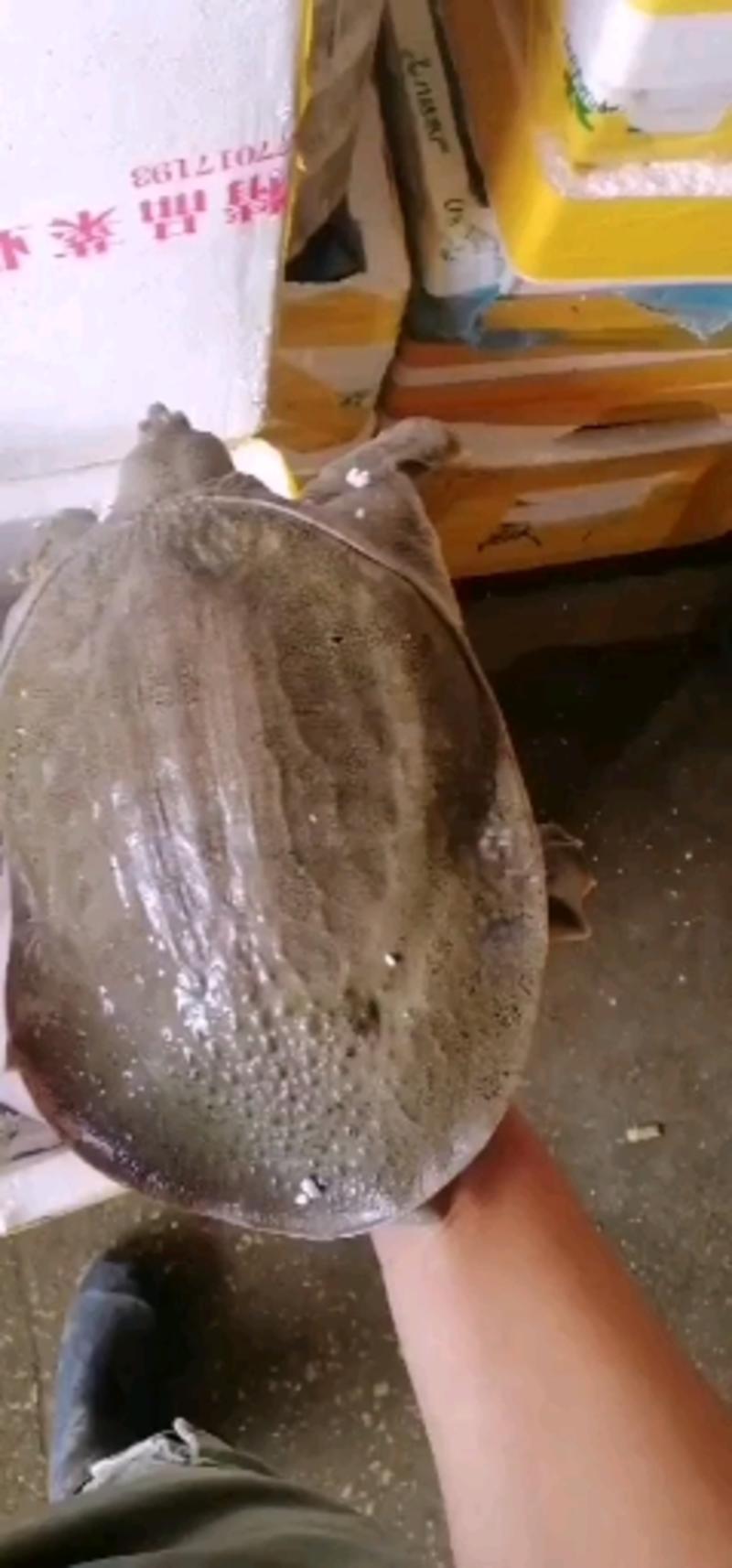 大量批发甲鱼精品生态黄甲鱼黄公3斤公甲鱼支持本地送货