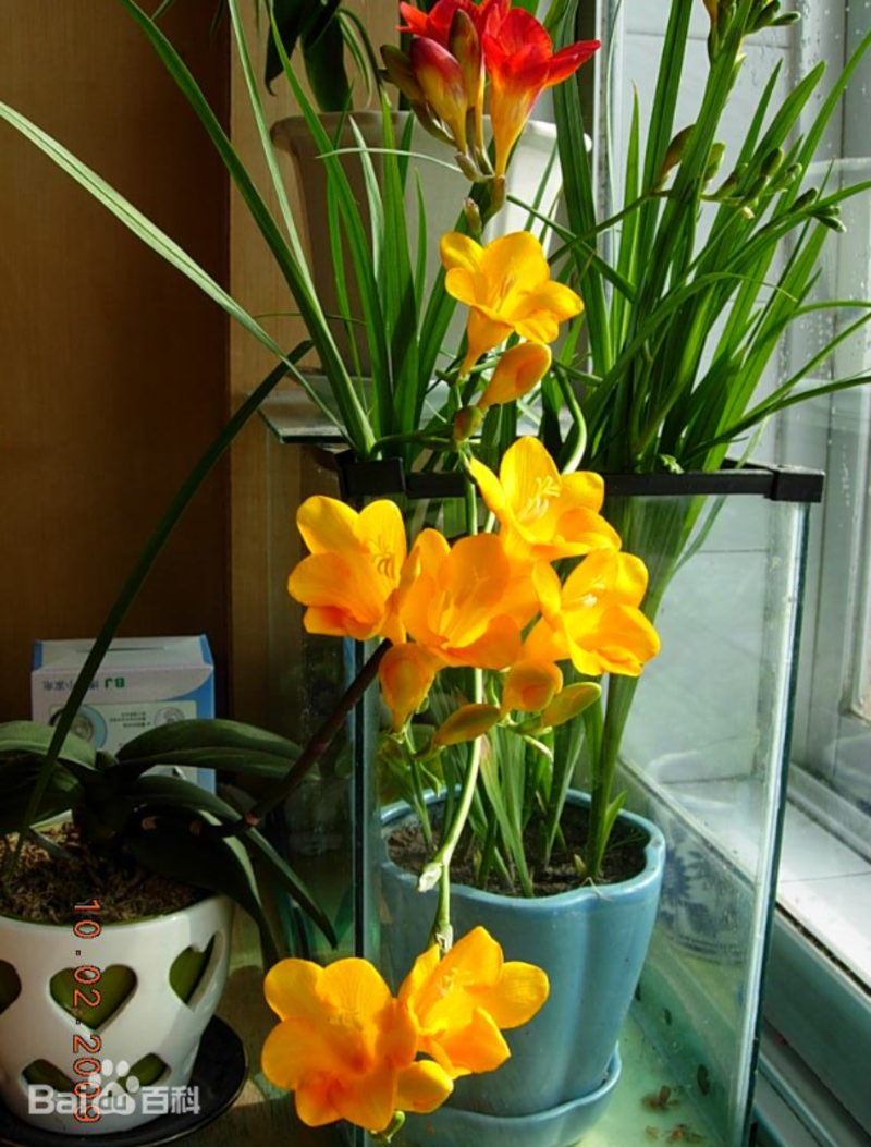 进口香雪兰种球浓香型小苍兰种子重瓣花卉多年生室内盆栽好养