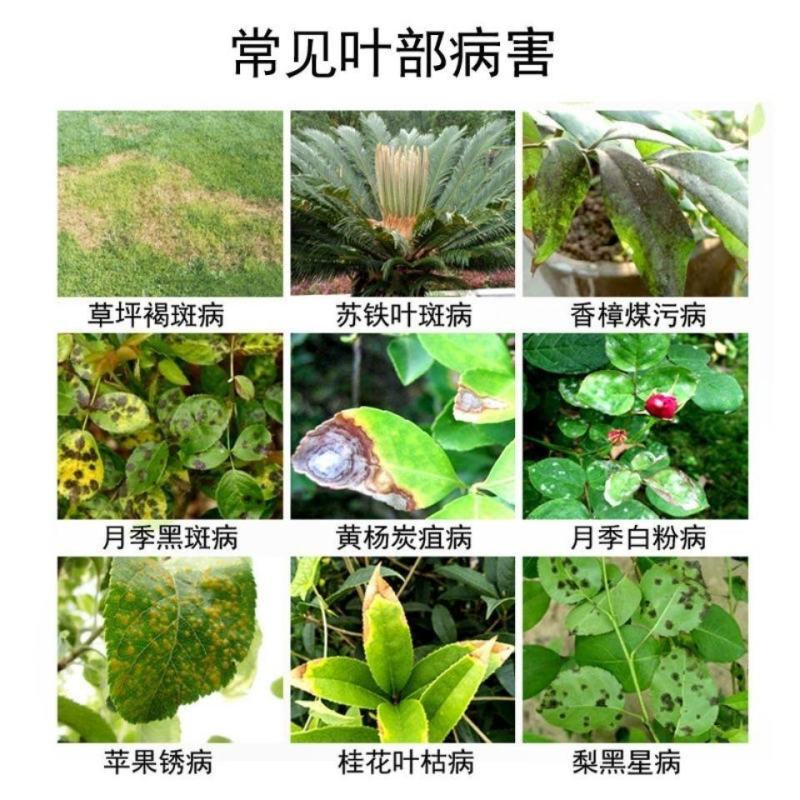 45%吡唑醚菌酯戊唑醇杀菌剂白粉病农药杀菌剂正品包邮