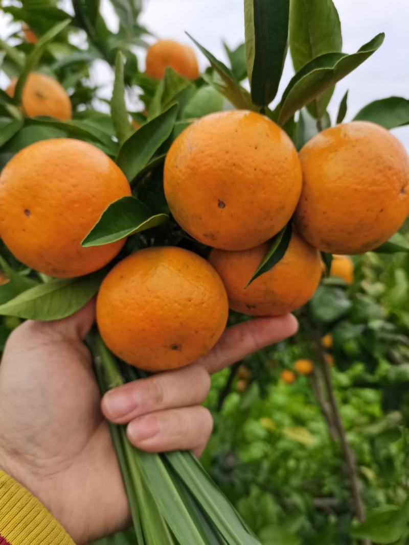 精品沃柑