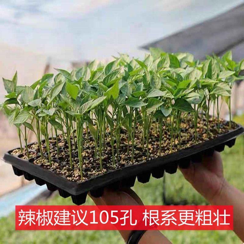 批发穴盘育苗盘厂家直销蔬菜育苗盘瓜果育苗盘辣椒育苗盘玉米