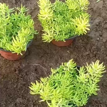 金叶佛甲草