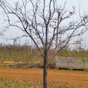火晶柿子树，高分枝柿子树，地径15公分柿子树供应