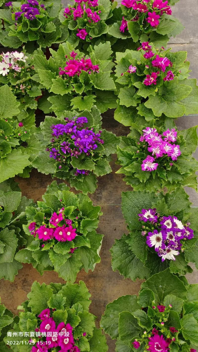 花叶菊