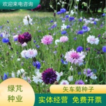 矢车菊种子四季播种开花庭院室外蓝色耐寒花籽春季易活花种籽